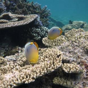 Poissons récifaux (B. Cauvin @ GIP RNMR)