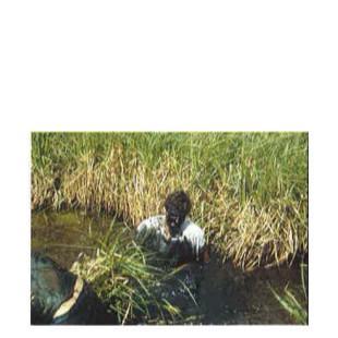Marais Ouest de Saint Omer (62)